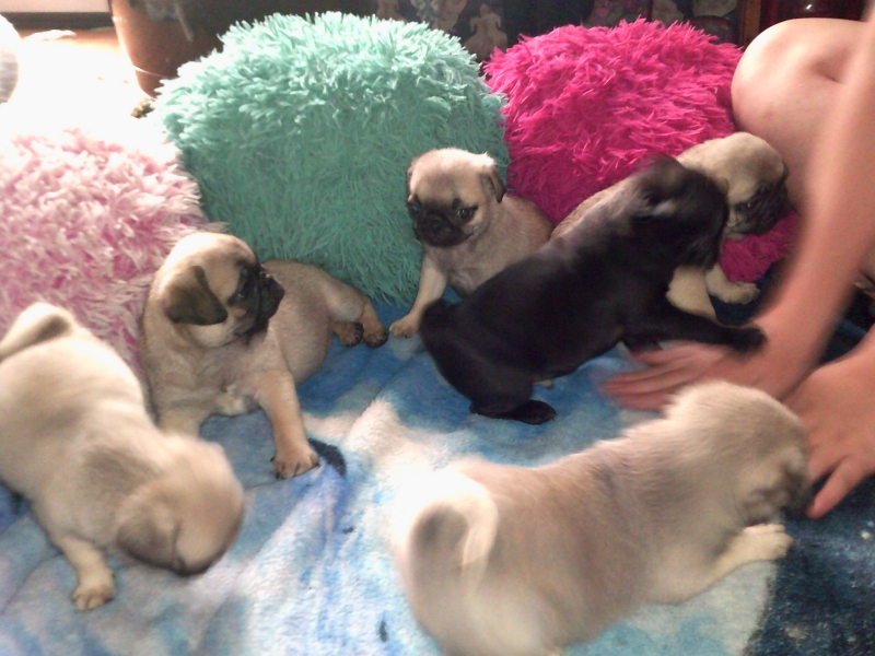 Pug puppies - photo 3
