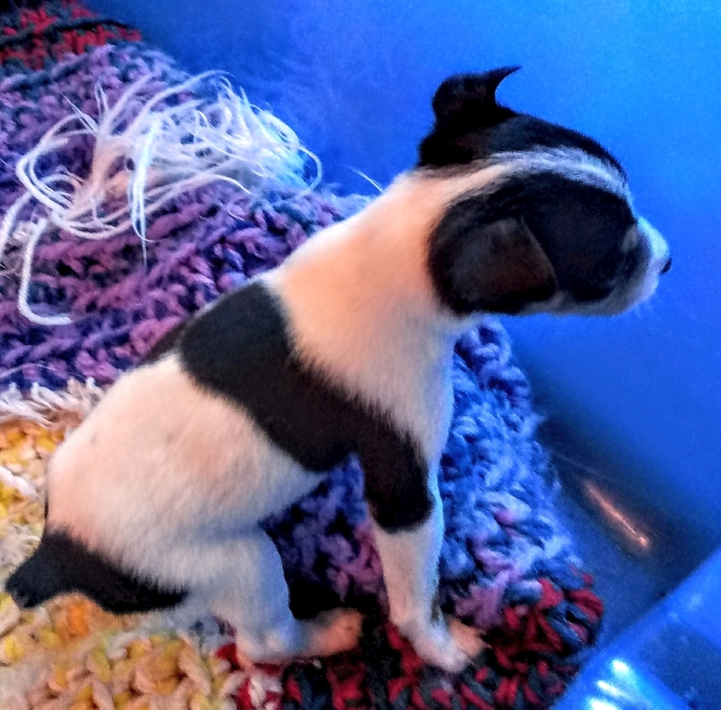 Blanes Fine Boy Mini CKC Rat Terrier - photo 2