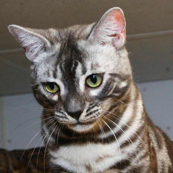 Kittens for Sale | Rising Sun Farm - photo 2