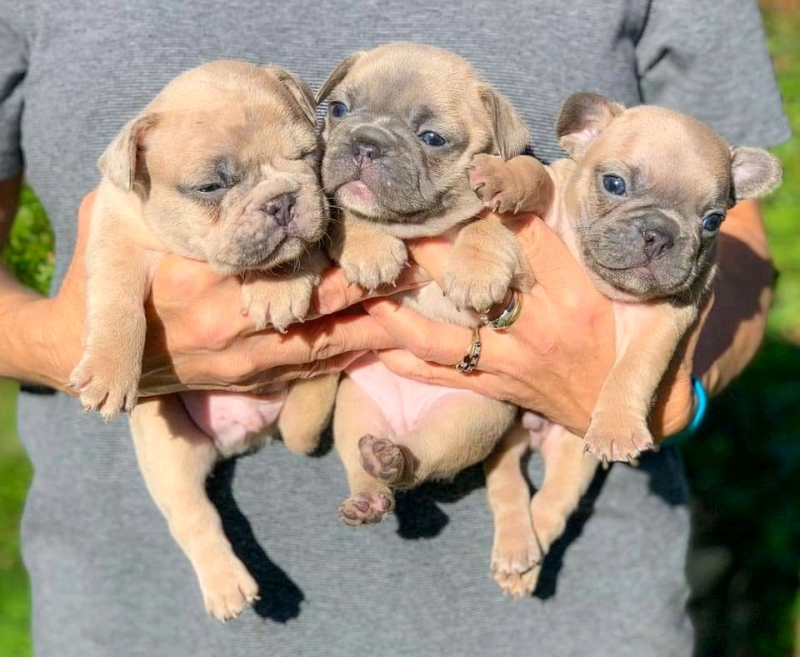 French bulldog puppies available