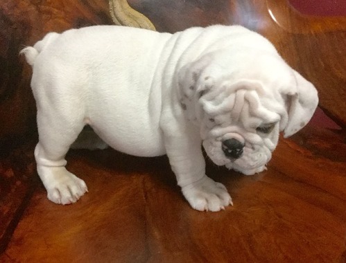 English puppies for adoption - photo 3