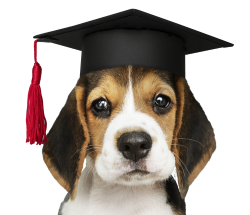 Pet central Pet central