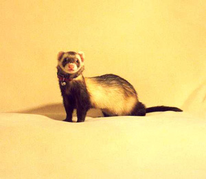 Adopting a ferret Adopting a ferret