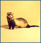 Adopting a Ferret!