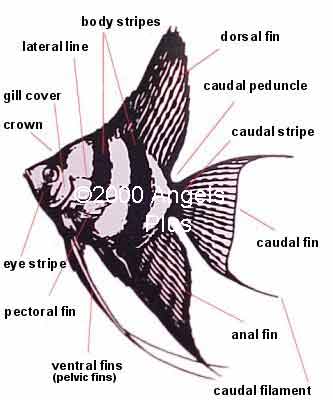 Angelfish Angelfish