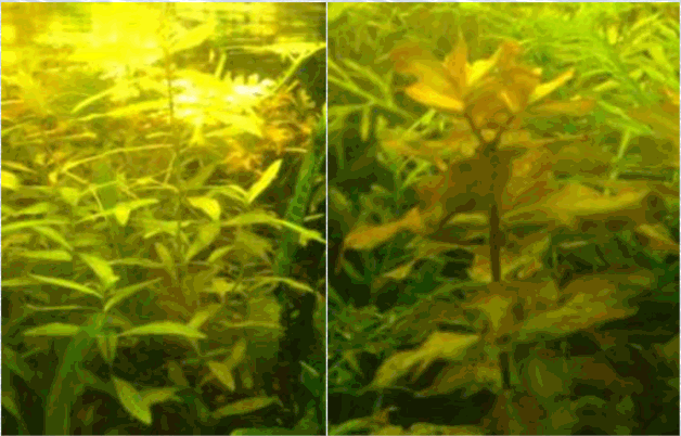 Stemmed aquarium plants Stemmed aquarium plants