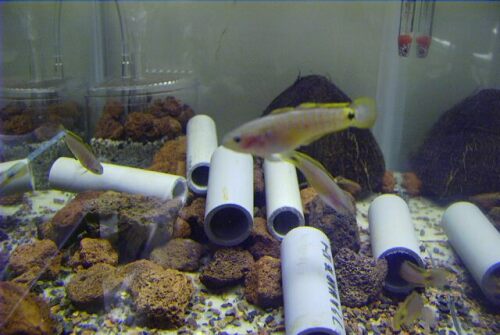 Peacock Gudgeon Tank