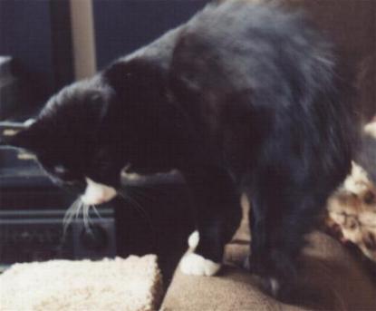 cat absent below hock joint cat absent below hock joint