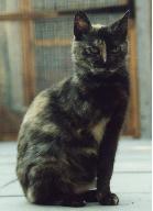 cat amputation of foreleg cat amputation of foreleg