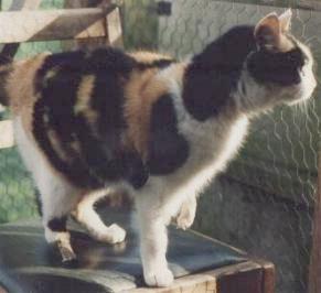 cat partial amputation cat partial amputation