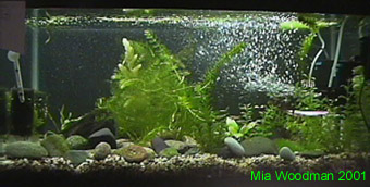 Image of a setup river tank Image of a setup river tank